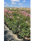 Oleander (Nerium oleander) bush format.
