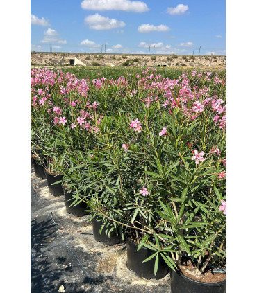 Oleander (Nerium oleander) bush format.