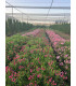 Oleander (Nerium oleander) bush format.