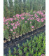 Oleander (Nerium oleander) bush format.