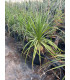 Beaucarnea (pata de elefante)