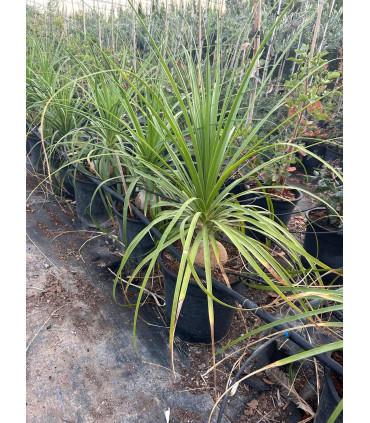 Beaucarnea (elephant's foot)