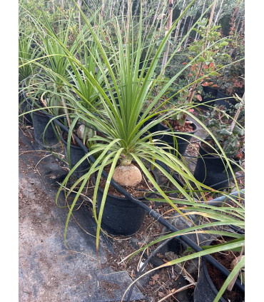 Beaucarnea (pata de elefante)