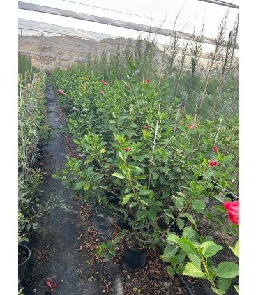Hibiscus rosa-sinensis
