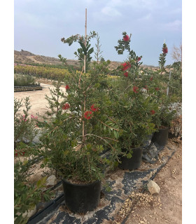 Callistemon Leave
