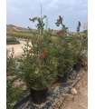 Callistemon Leave