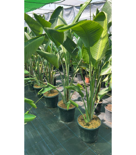 Esterlicia ó Strelitzia Augusta