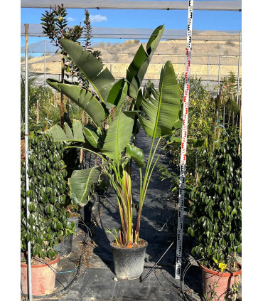 Strelitzia or Strelitzia Augusta