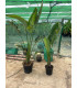 Esterlicia ó Strelitzia Augusta