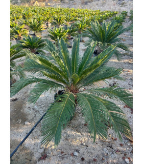 Cycas revoluta