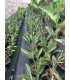 Strelitzia Reginae "Ave del Paraíso"