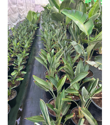 Strelitzia Reginae "Bird of Paradise"