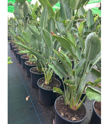 Strelitzia Reginae "Bird of Paradise"
