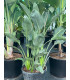 Strelitzia Reginae "Bird of Paradise"