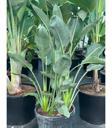 Strelitzia Reginae "Bird of Paradise"