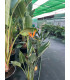 Strelitzia Reginae "Bird of Paradise"