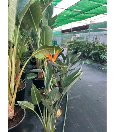 Strelitzia Reginae "Bird of Paradise"
