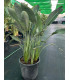 Strelitzia Reginae "Bird of Paradise"