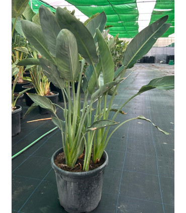 Strelitzia Reginae "Bird of Paradise"
