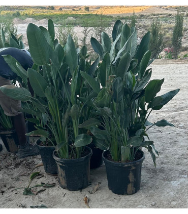 Strelitzia Reginae "Bird of Paradise"
