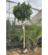 Ficus Nitida Calibre 14-16
