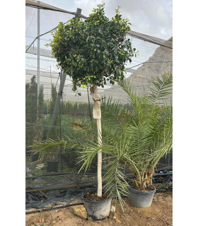 Ficus Nitida Calibre 14-16