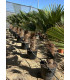 Trachycarpus wagnerianus
