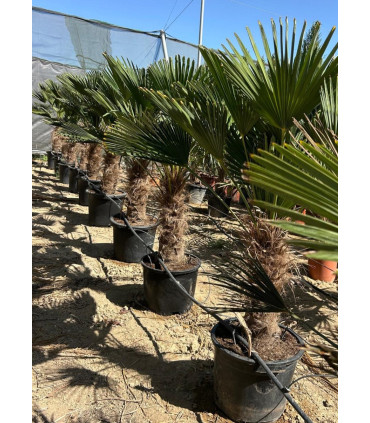 Trachycarpus wagnerianus