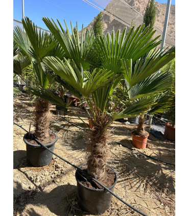 Trachycarpus wagnerianus