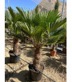 Trachycarpus wagnerianus