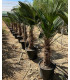 Trachycarpus wagnerianus