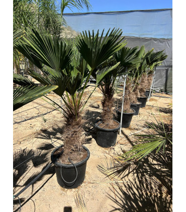 Trachycarpus wagnerianus