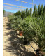Chamaerops Humilis "Heartroot"