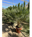Chamaerops Humilis "Palmito"