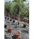 Olive tree in a goblet shape (Decorative)
