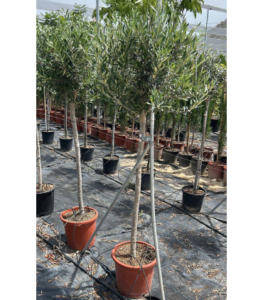 Olive tree in a goblet shape (Decorative)