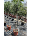 Olive tree in a goblet shape (Decorative)