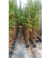Plátano de sombra (Platanus x hispanica)