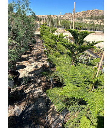 Araucaria (Araucaria heterophylla)