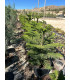 Araucaria (Araucaria heterophylla)