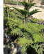 Araucaria (Araucaria heterophylla)