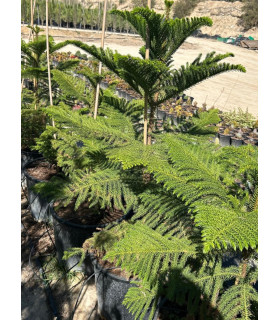 Araucaria (Araucaria heterophylla)