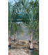 Coco Plumoso (Syagrus romanzoffianum)