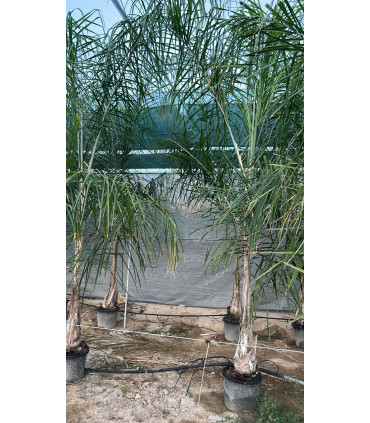 Coco Plumoso (Syagrus romanzoffianum)