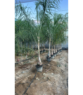 Feathery Coconut (Syagrus romanzoffianum)