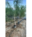 Coco Plumoso (Syagrus romanzoffianum)