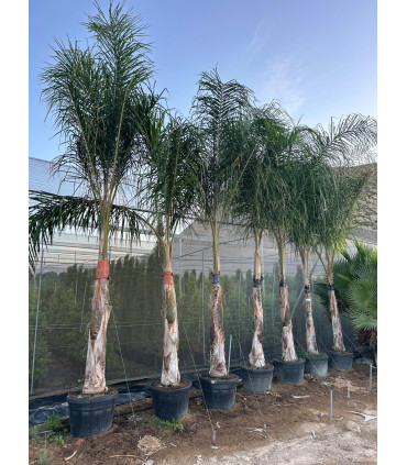 Coco Plumoso (Syagrus romanzoffianum)