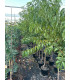 Melocotonero (Prunus persica)