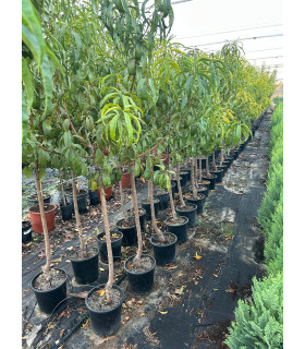 Melocotonero (Prunus persica)