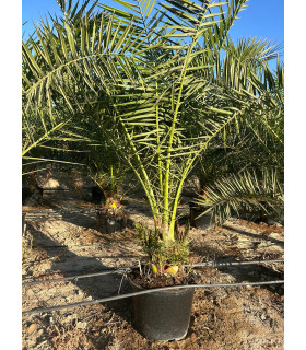 Canary Islands Palm (Phoenix canariensis)